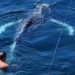 california sea turtle rescue drone incident and unexpected conclusion 116730