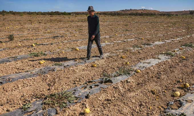 Moroccan farmer walking on withered melon field