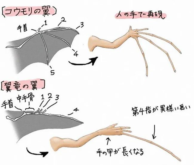 Human arm compared to bat wings and dinosaur wings