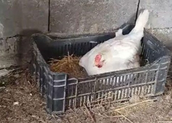 cat mother exhausted dies after giving birth to a hybrid kitten which makes the internet emotional 116661