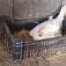 cat mother exhausted dies after giving birth to a hybrid kitten which makes the internet emotional 116661