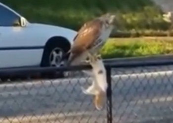 cat with owl on fence when attacked by predator what will its fate be 115745