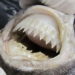 catfish with a cute name but looks unusual 116054
