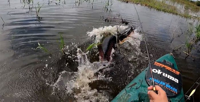 Catching a "super giant" fish in the Amazon River.