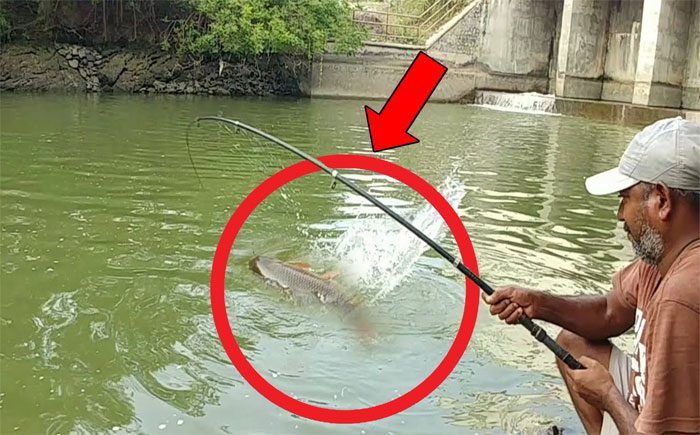 The man continuously pulls up large fish.