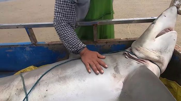 145 kg shark caught by fishermen.
