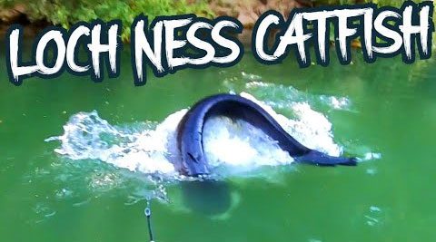 It turns out the fish that bit the bait is the European catfish.