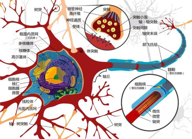 Diagram of neuron structure, the yellow sphere is the nucleus.