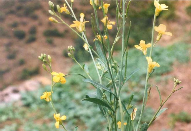 Brassica carinata plant.