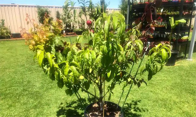 World record tree with 10 different types of fruit