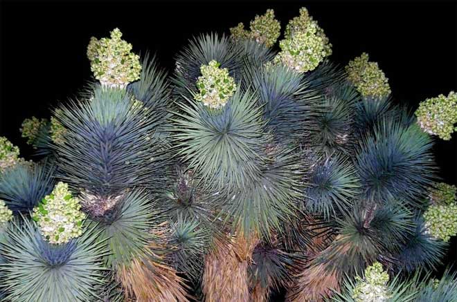 cay co Yucca