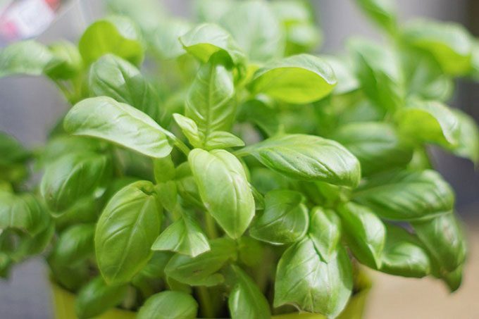 Basil is also known as sweet basil or large basil.