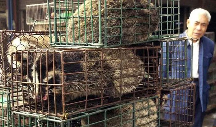 Masked Palm Civet sold in a wildlife market in Guangzhou Province