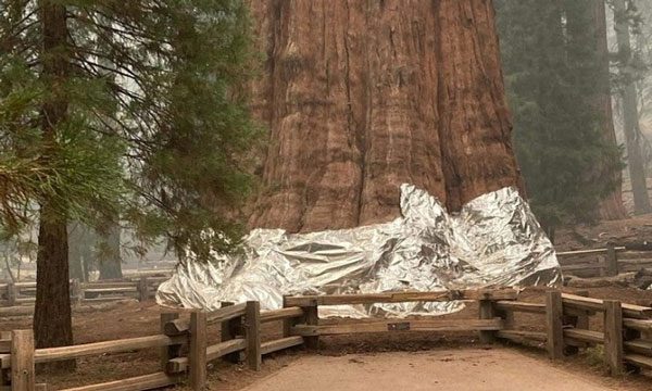 Aluminum foil wrapped around the base of the General Sherman tree