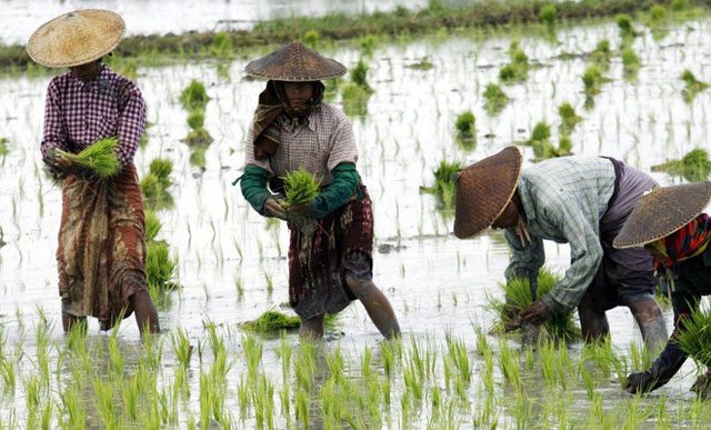 Rice is the first important crop being affected by climate change.
