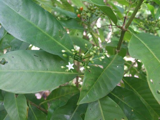 Psychotria insularum, also known as matalafi.