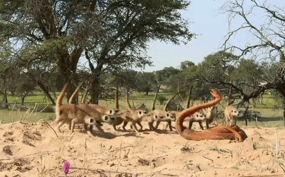 The robot can move like a real snake but shows no signs of movement.