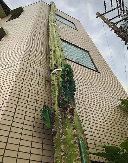 Mr. Watanabe San had to use a metal strap to support the weight of this cactus.