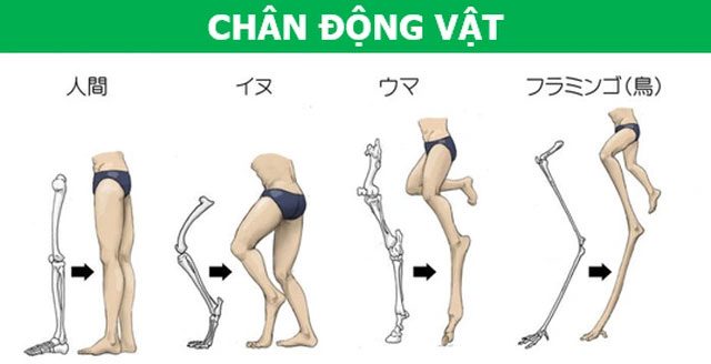 This illustration helps you visualize the legs of animals and humans