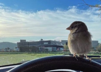 chaotic bird charming limited not leaving the owner social media account thousands of followers 117010