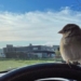 chaotic bird charming limited not leaving the owner social media account thousands of followers 117010