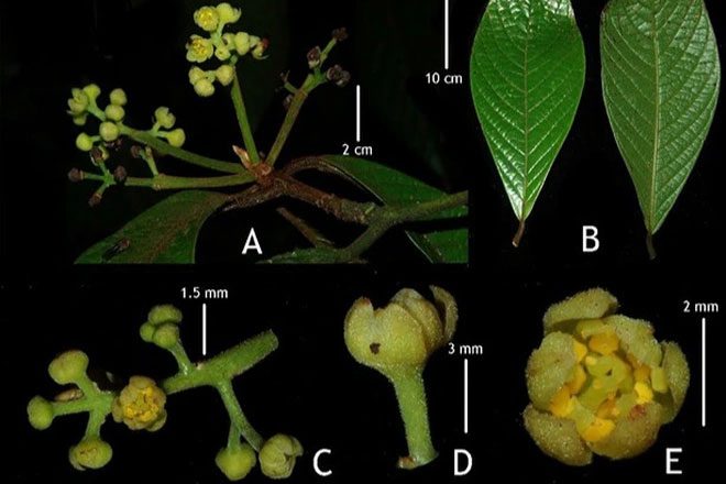 Morphology of the Chắp Danhkyii species.