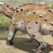 chile discovers new steel encased dinosaur with strange tail 117495