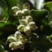 chile plant hope for new covid 19 vaccine 116459