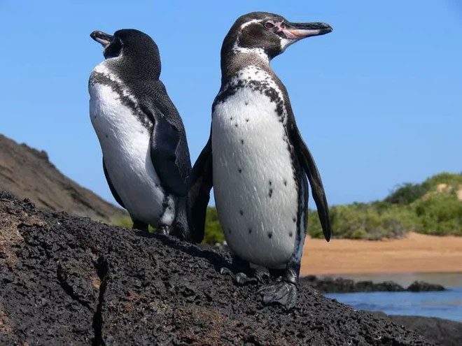 Equatorial penguins and Antarctic penguins have many different characteristics