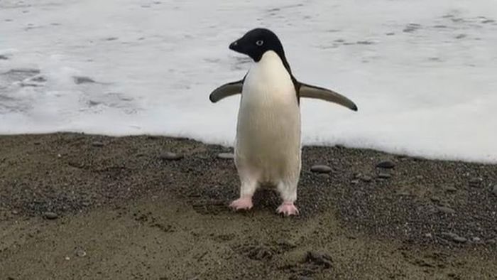 The Adélie penguin named Pingu by local residents.