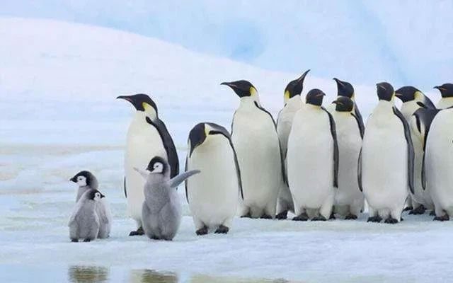 Over time, more people discovered penguins