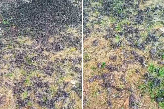 Many believe that harsh weather is the cause of the birds' deaths.