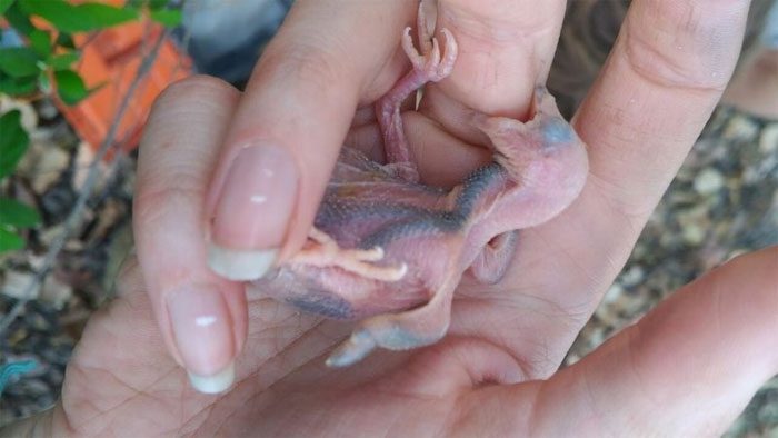 Exercise from within the egg gives parasitic birds an advantage over host offspring.