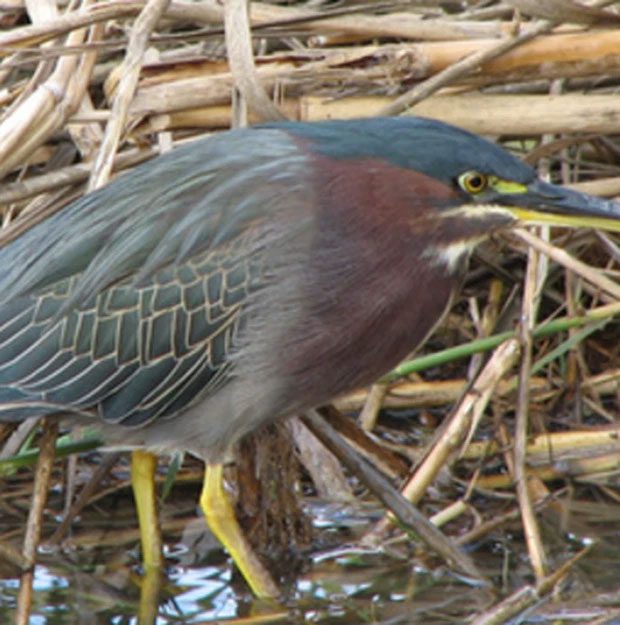 The Great Blue Heron is quite large, averaging 1.3 meters in height