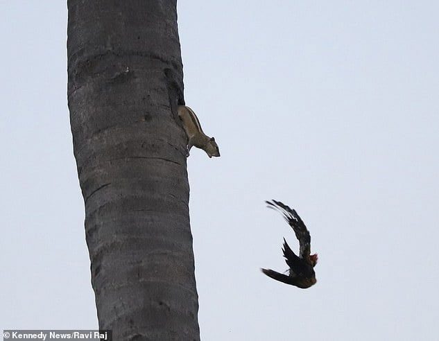 "This naughty bird!!"