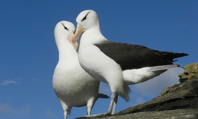 Black-browed Albatross
