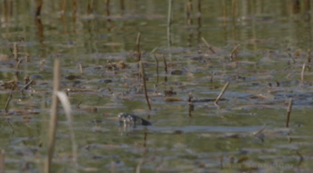 The snake inadvertently entered the territory of the grebe.