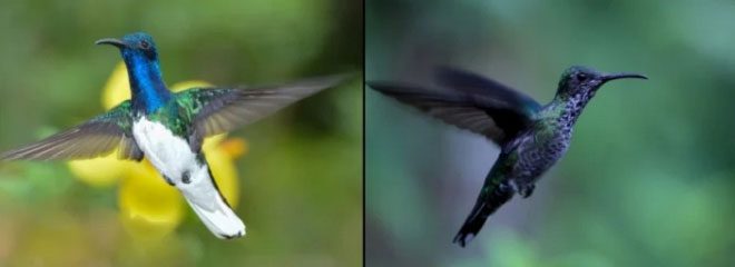 Male (left) and female (right) Florisuga mellivora hummingbirds.