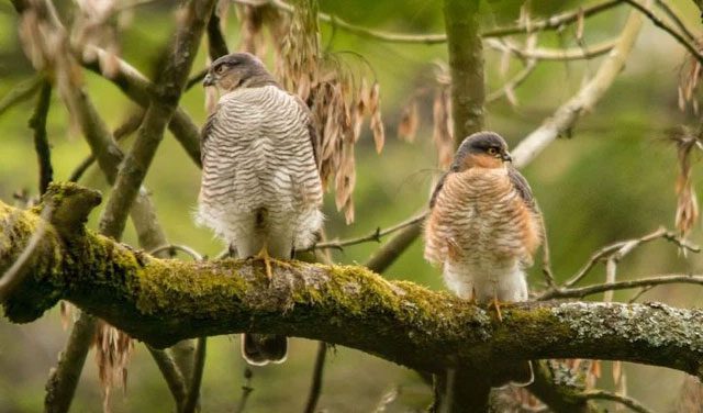 For predatory birds, smaller males have more advantages.