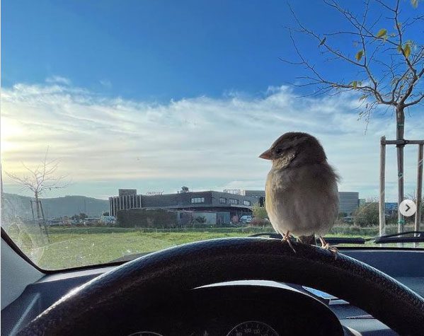 Chibi the sparrow spends most of the day close to its owners, except when sleeping.