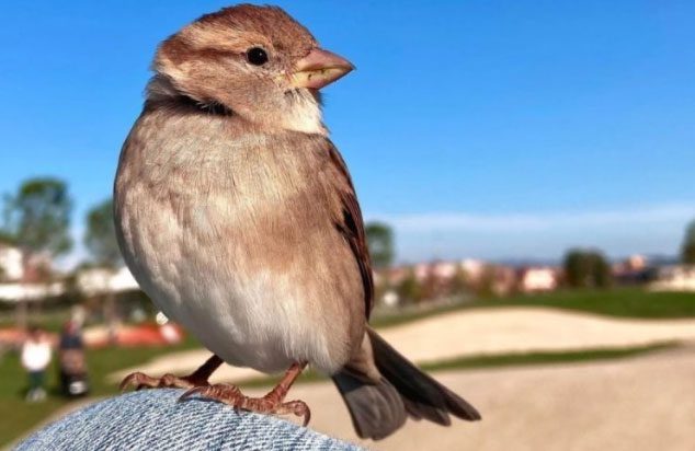 Chibi the sparrow