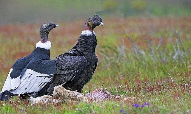 A pair of Andean Condors