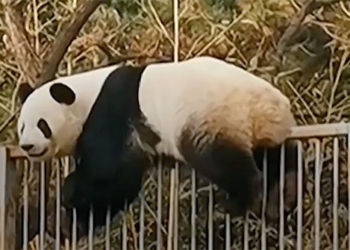 china bear hangs on wall exhibits kungfu breaching chest like movie 117820