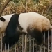 china bear hangs on wall exhibits kungfu breaching chest like movie 117820