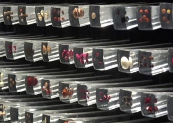 china conducts seed collection in record high altitudes 116373