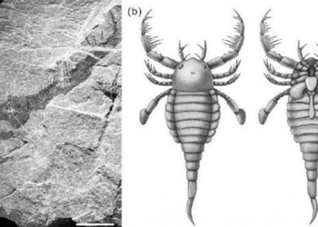 china discovers 430 million year old boulder