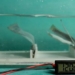 china manufactures underwater power generators copying ocean 116702