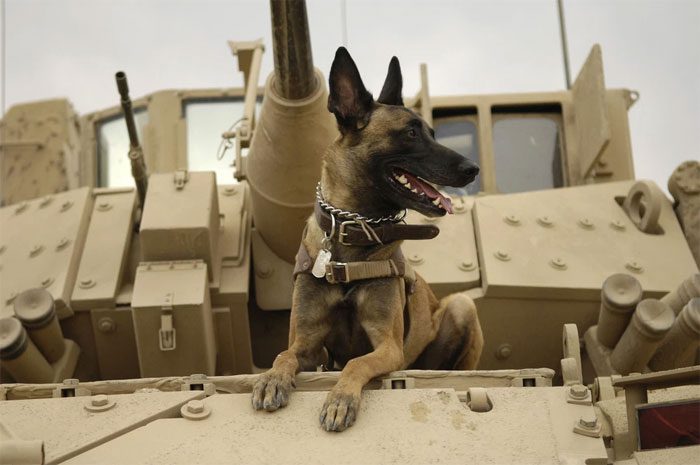 Military service dog of the U.S.