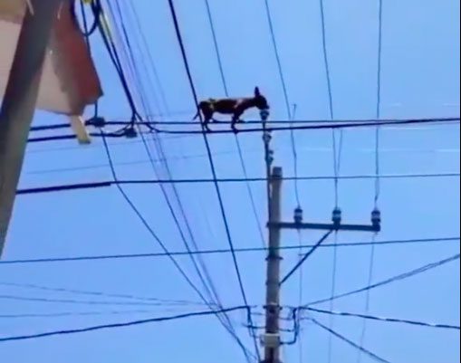 Realizing it was at the top of a power pole, the dog stood still in fear.