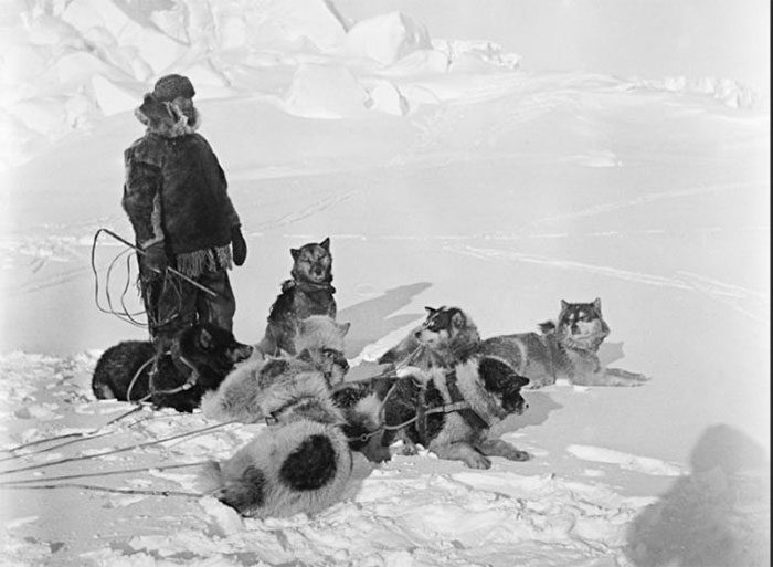 Amundsen's sled dog team